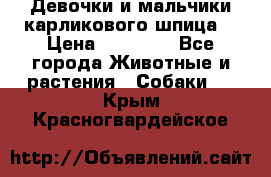 Девочки и мальчики карликового шпица  › Цена ­ 20 000 - Все города Животные и растения » Собаки   . Крым,Красногвардейское